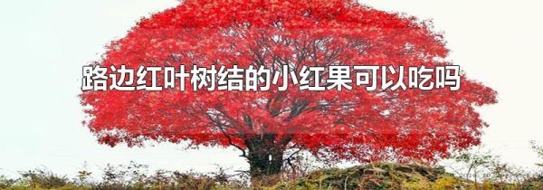 路边红叶树结的小红果可以吃吗