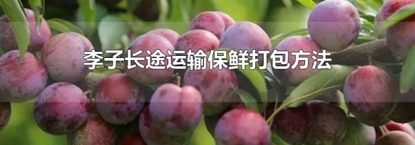 李子长途运输保鲜打包方法