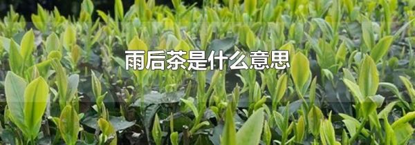 雨后茶是什么意思