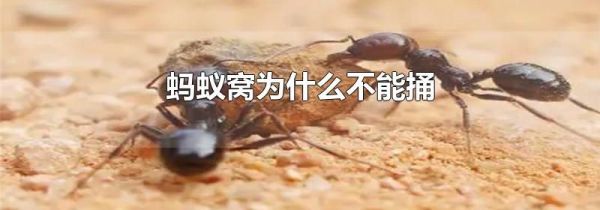 蚂蚁窝为什么不能捅