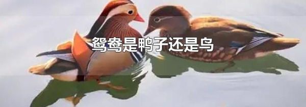 鸳鸯是鸭子还是鸟