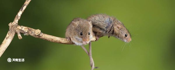 老鼠用什么辨味 老鼠的习性