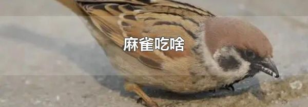 麻雀吃啥