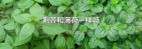 荆芥和薄荷一样吗