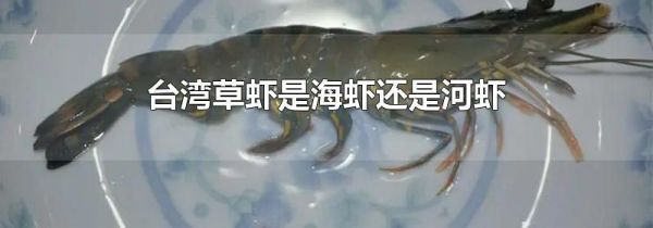 台湾草虾是海虾还是河虾