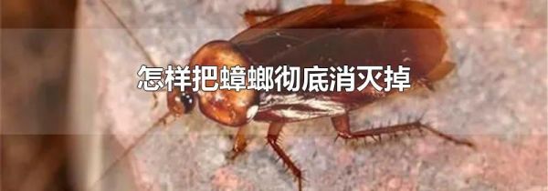 怎样把蟑螂彻底消灭掉