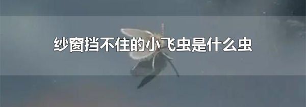纱窗挡不住的小飞虫是什么虫