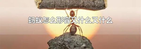蚂蚁怎么形容又什么又什么