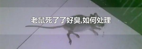 老鼠死了了好臭,如何处理