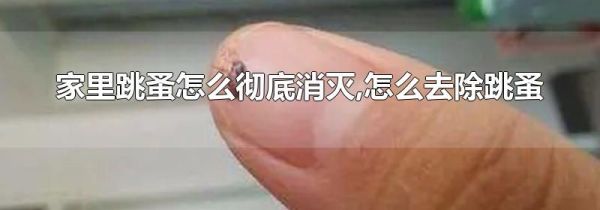 家里跳蚤怎么彻底消灭,怎么去除跳蚤