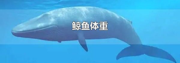 鲸鱼体重