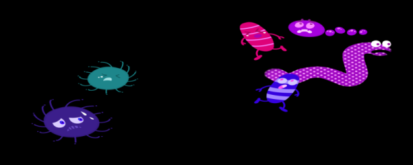 昆虫的装死主要内容  昆虫的装死主要内容