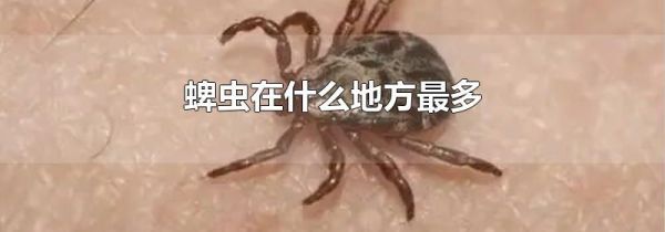 蜱虫在什么地方最多