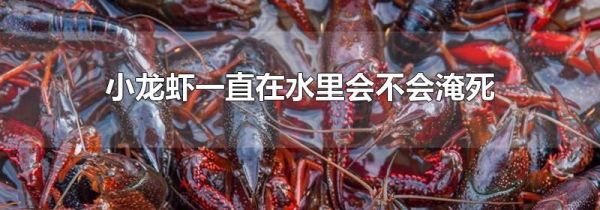 小龙虾一直在水里会不会淹死