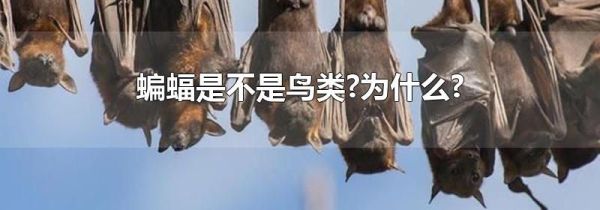 蝙蝠是不是鸟类?为什么?