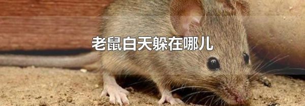 老鼠白天躲在哪儿