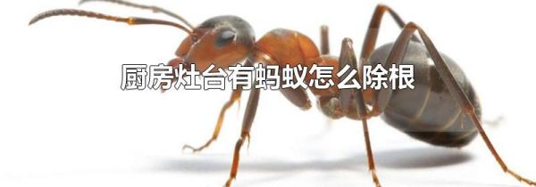 厨房灶台有蚂蚁怎么除根