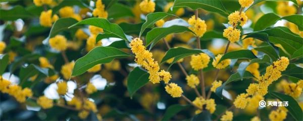 鲜桂花如何保存 鲜桂花怎么保存
