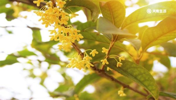 鲜桂花如何保存 鲜桂花怎么保存