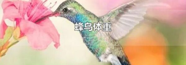 蜂鸟体重