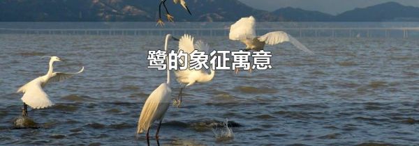 鹭的象征寓意