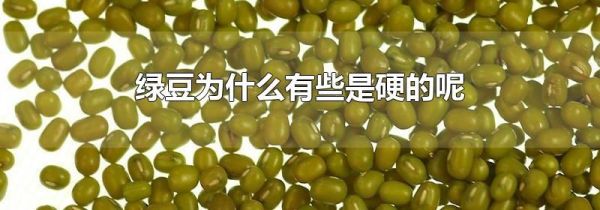 绿豆为什么有些是硬的呢