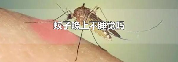 蚊子晚上不睡觉吗