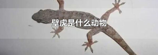 壁虎是什么动物