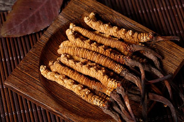 冬虫草的功效与作用 冬虫草有什么好处