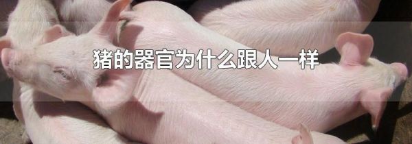 猪的器官为什么跟人一样