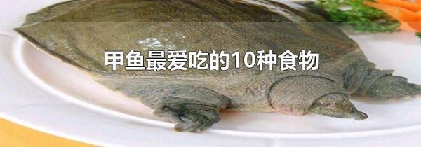 甲鱼最爱吃的10种食物