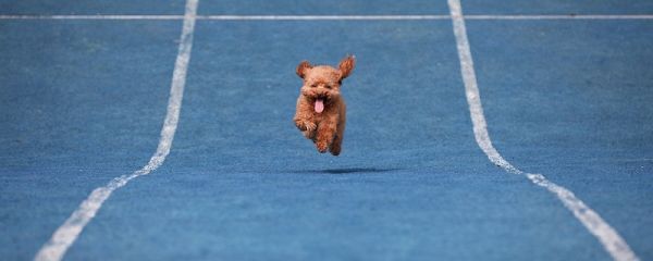 比熊和泰迪的区别 比熊和泰迪的区别是什么