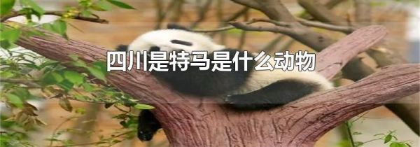 四川是特马是什么动物