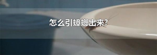 怎么引蟑螂出来?