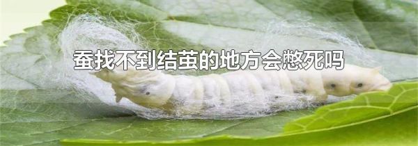 蚕找不到结茧的地方会憋死吗