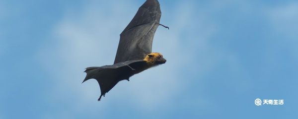 蝙蝠吃什么食物为生 蝙蝠吃什么食物