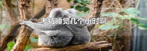 考拉睡觉几个小时啊