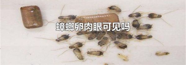 蟑螂卵肉眼可见吗