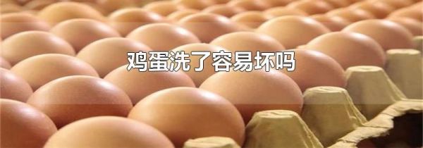 鸡蛋洗了容易坏吗
