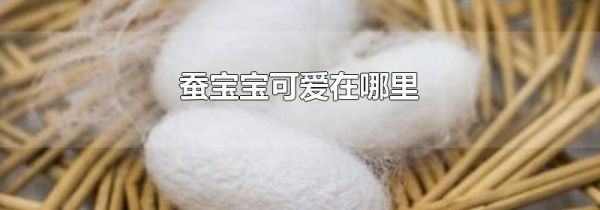 蚕宝宝可爱在哪里