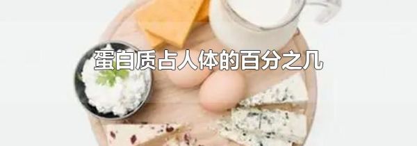 蛋白质占人体的百分之几