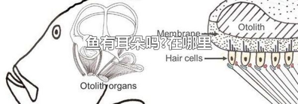 鱼有耳朵吗?在哪里