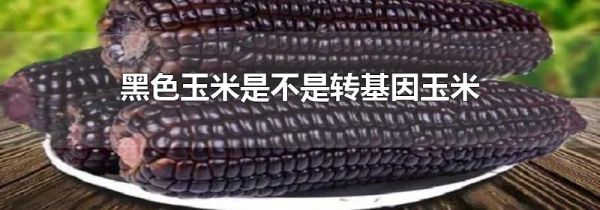 黑色玉米是不是转基因玉米