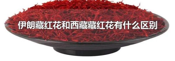 伊朗藏红花和西藏藏红花有什么区别