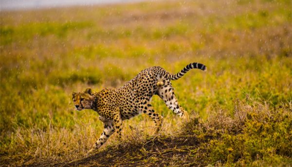 哪种动物的叫声和猫咪差不多 哪种动物的叫声跟猫咪差不多