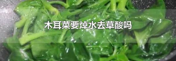 木耳菜要焯水去草酸吗
