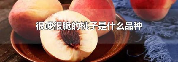 很硬很脆的桃子是什么品种