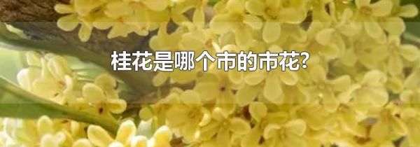 桂花是哪个市的市花?