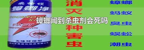 蟑螂闻到杀虫剂会死吗
