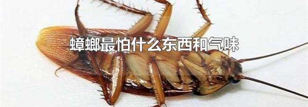 蟑螂最怕什么东西和气味